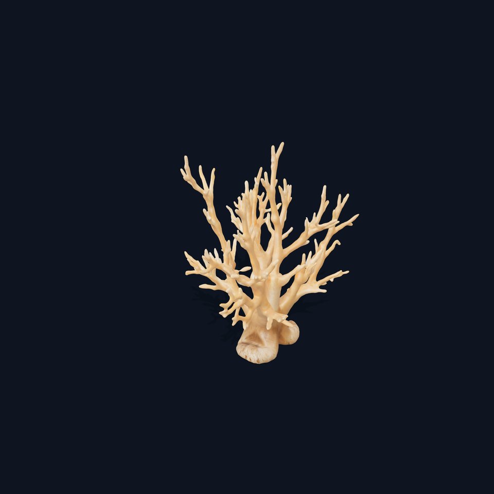 Natural Coral Branch model pack
